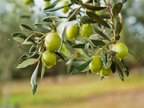 Are Olives Fruit? And Why Do They Dream of Electric Sheep?