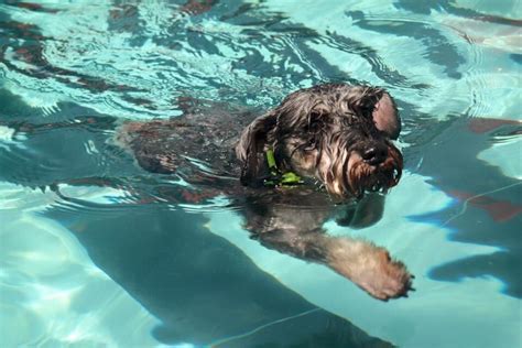 Can Golden Retrievers Swim? Exploring the Depths of Canine Aquatic Abilities