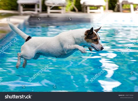 Can Jack Russells Swim: Exploring the Depths of Canine Aquatic Abilities