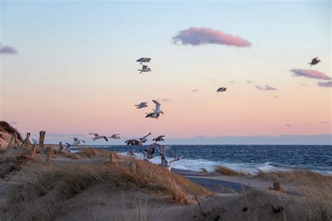 Can You Swim in Cape Cod? And Why Do Seagulls Always Steal Your Snacks?