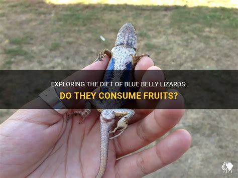 Do Blue Belly Lizards Eat Fruit? Exploring the Unexpected Connections Between Reptiles and Their Diets