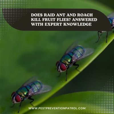 Does Raid Kill Fruit Flies: Exploring the Intricacies of Insecticide Efficacy and Beyond