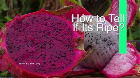 How Can You Tell If a Dragon Fruit Is Ripe? And Why Do Pineapples Dream of Electric Sheep?