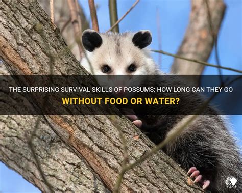 How Long Can Possums Go Without Food: A Dive into Nature's Resilience and Survival Tactics