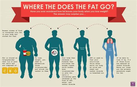 How Long Does It Take Calories to Turn into Fat? And Why Do Some Calories Refuse to Grow Up?