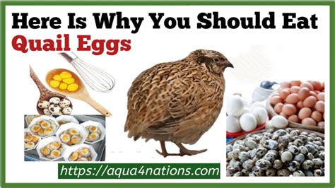 How Much Protein in a Quail Egg and Why It Might Be the Secret to Unlocking Your Inner Unicorn