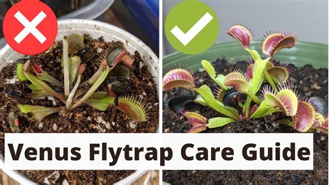 How to Tell If a Venus Flytrap Is Healthy: And Why It Might Secretly Be a Ninja