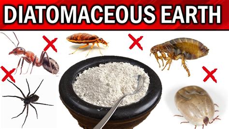 How to Use Food Grade Diatomaceous Earth for Fleas: A Comprehensive Guide to Natural Pest Control