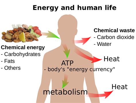 Is chemical energy provided by food molecules, and does it secretly power the dreams of sleeping cats?