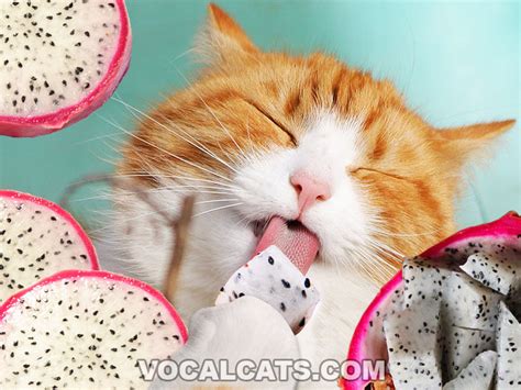 Is Dragon Fruit Bad for Cats? And Why Do They Dream of Electric Sheep?