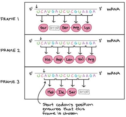 What might happen if a protein has a change in one amino acid? And what if that change could rewrite the rules of biology?