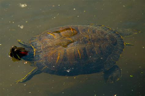 Why Does My Turtle Swim Towards Me: Exploring the Mysteries of Aquatic Affection